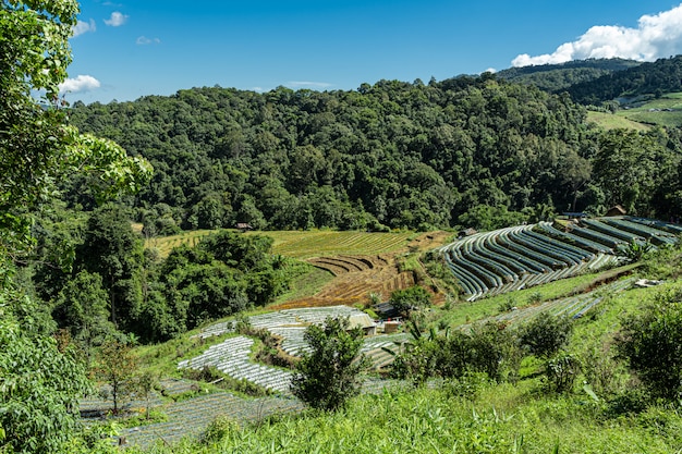 Terraced fields in a valley in the middle of the jungle