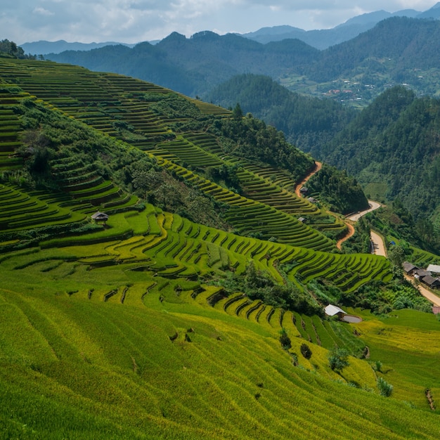 Terraced rice field in Vietnam