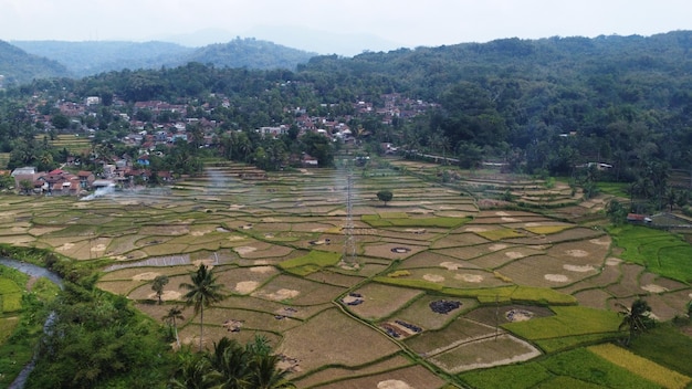 Terraced rice fields in West Java Indonesia with trees all around and mountain as background