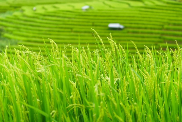 The terraced rice paddy in Bong Piang village Chiang mai, Thailand