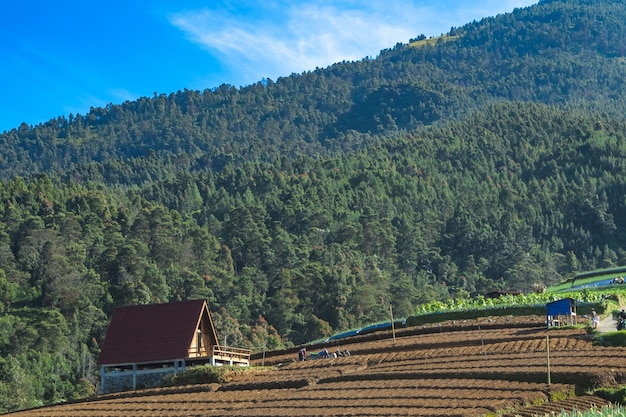 The terraced spring onion fields Sukomakmur Magelang Indonesia