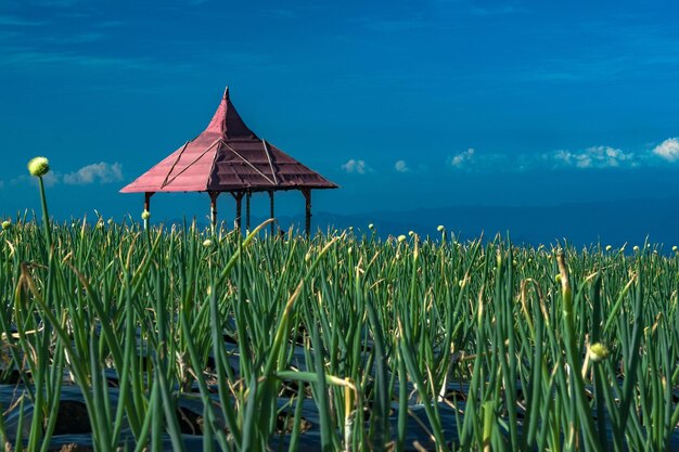 The terraced spring onion fields Sukomakmur Magelang Indonesia