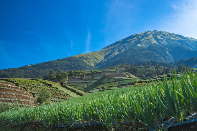 The terraced spring onion fields Sukomakmur Magelang Indonesia