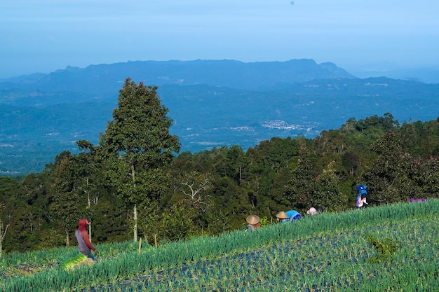 The terraced spring onion fields Sukomakmur Magelang Indonesia