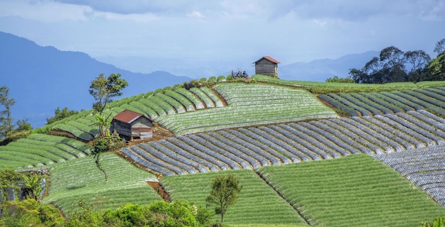 terraced vegetable garden on the hill