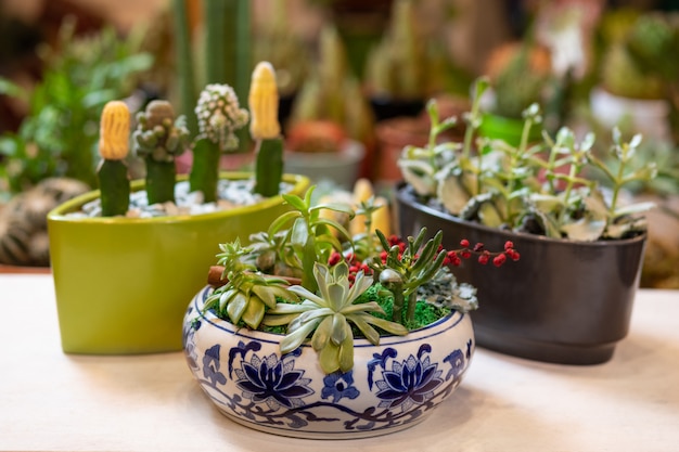 Terrarium plant with succulent, cactus in abstract pot