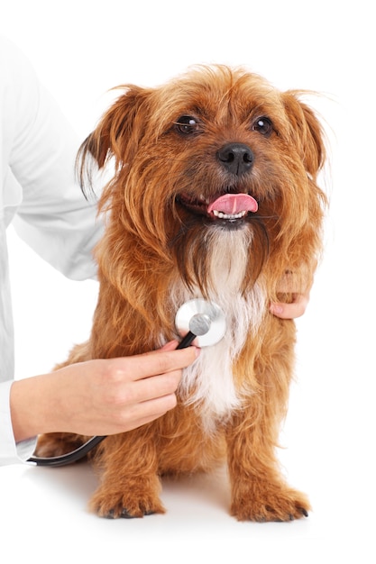 a terrier being examined by a vet over white background