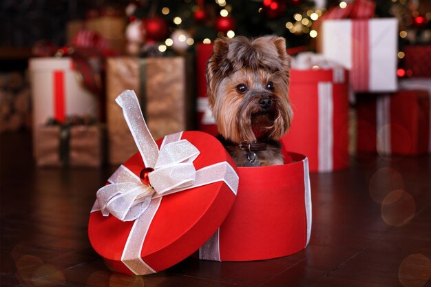 Photo terrier dog in a gift box against the background of christmas gifts. christmas card