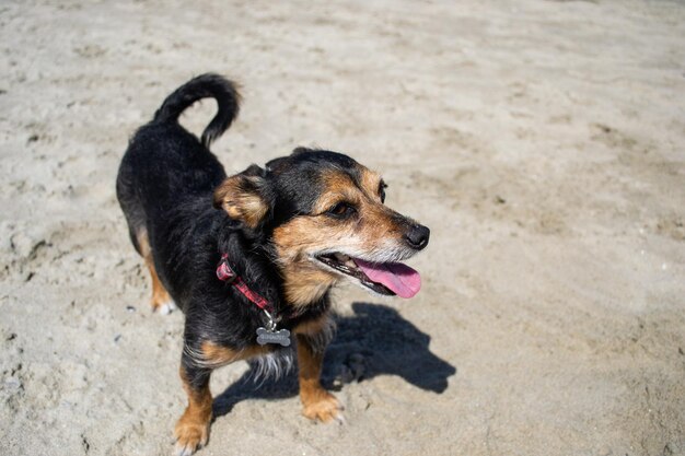 Terrier mix dog playing and swimming at the beach