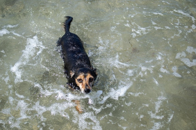 Terrier mix dog playing and swimming at the beach