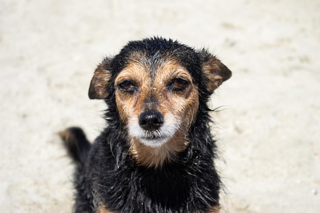 Terrier mix dog playing and swimming at the beach