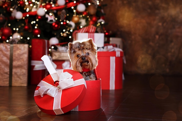 Photo a terrier puppy in a christmas box against the background of a christmas tree. new year and christmas