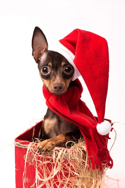 Terrier puppy in a red Christmas box.