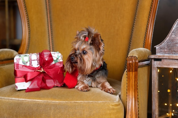 Terrier sit under the tree with gifts