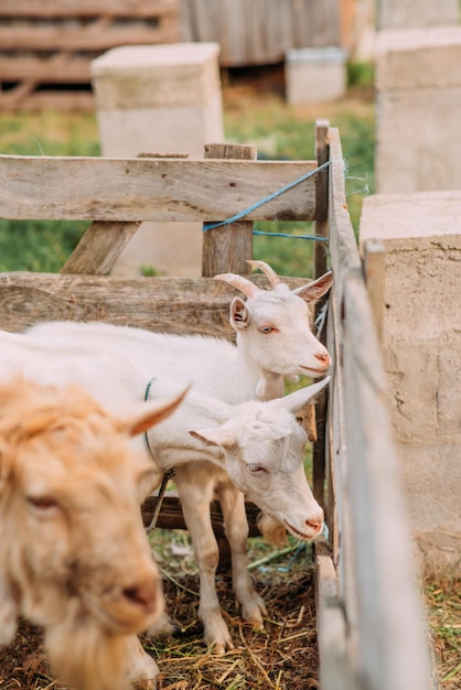 The territory of the goat farm Goats