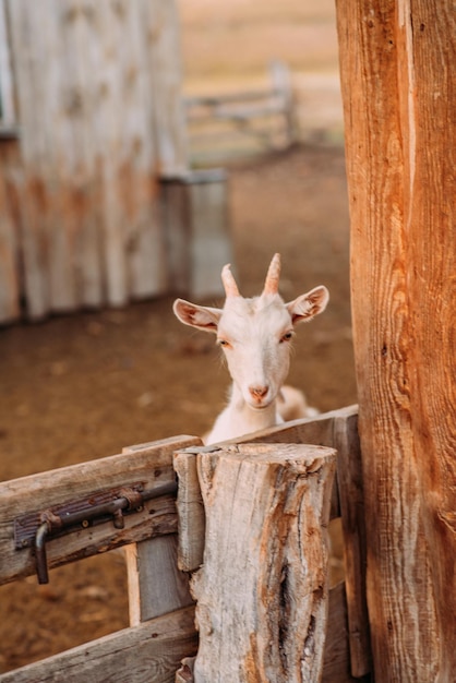 The territory of the goat farm Goats