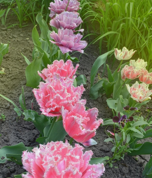 Terry fringed tulip Queensland in garden Queensland tulip on the flowerbed