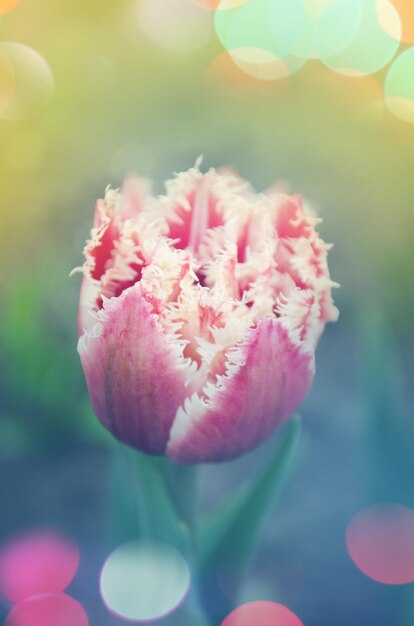 Terry fringed tulip Queensland in garden