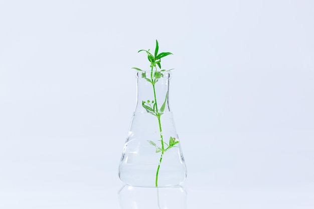 Test tubes with plants growing in nutrient medium standing in laboratory tube adaptor over white