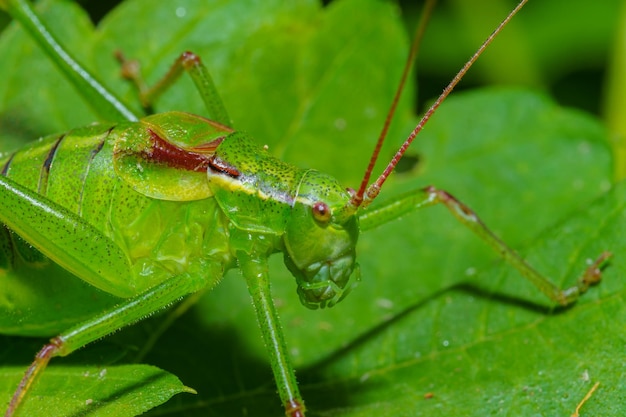 Tettigonia viridissima the great green bushcricket is a large species of katydid or bushcricket belo