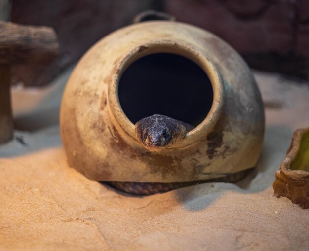 Texas Indigo black snake coming out of the clay jug in Central Florida Zoo Botanical Gardens