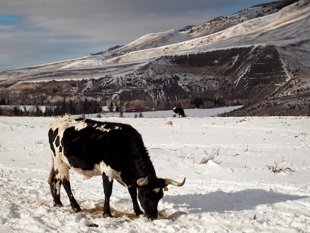 Texas longhorn on the farm in Silverthorne, Colorado.