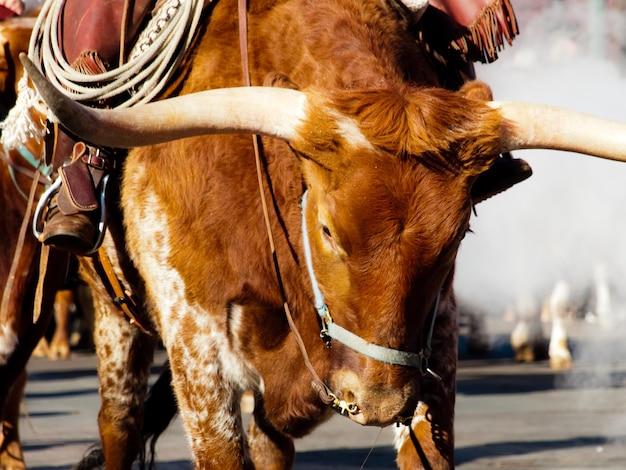 Texas Longhorns at National Western Stock Show Parade. Denver, Colorado.