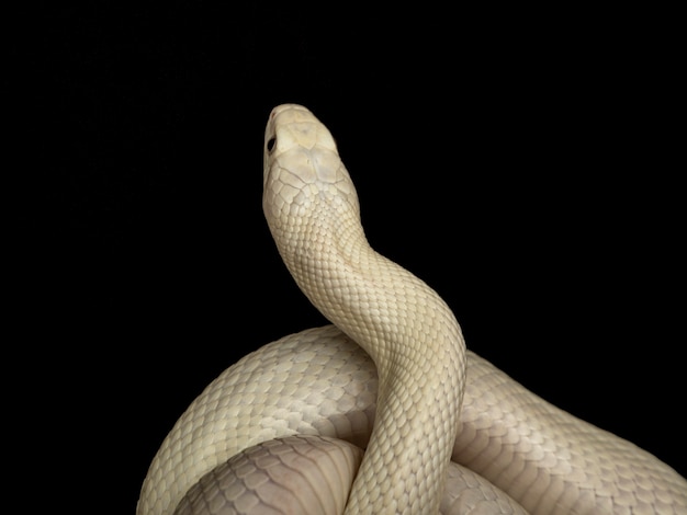 The Texas rat snake (Elaphe obsoleta lindheimeri ) is a subspecies of rat snake