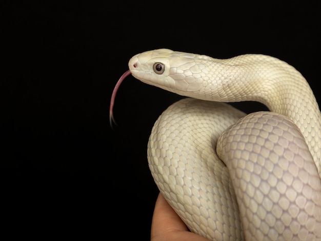 Photo the texas rat snake (elaphe obsoleta lindheimeri ) is a subspecies of rat snake