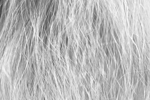 Texture of animal hair