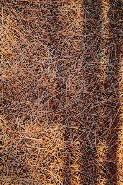 Texture asset of ground covered in old dead pine needles