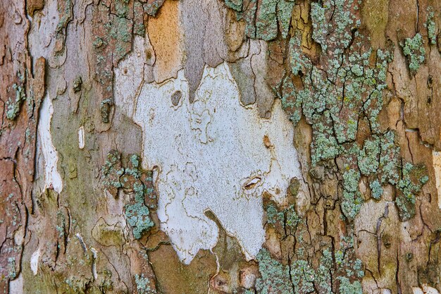 Texture asset of tree bark with white trunk