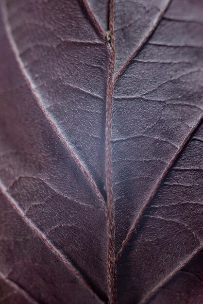 Texture of autumn leaves with drops of water nature background