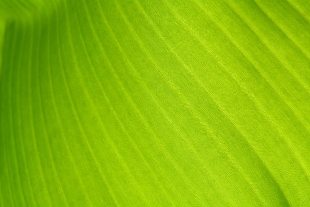 Texture background, back light, fresh green Leaf.