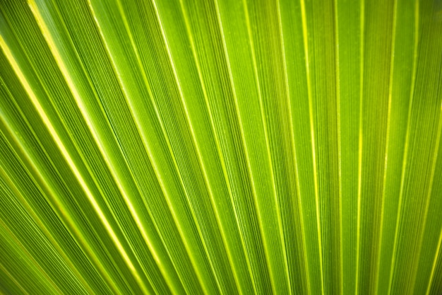 Texture background of backlight fresh green palm leaf.