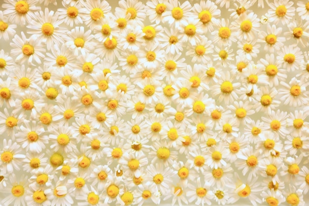 texture background flowers chamomile white top view summer daisy