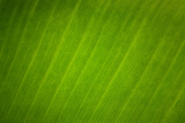 Texture background of  fresh banana green Leaf