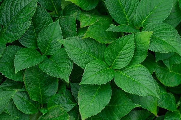 Texture background of green leave.