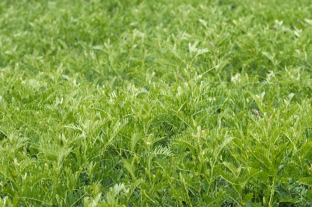 texture background green plant