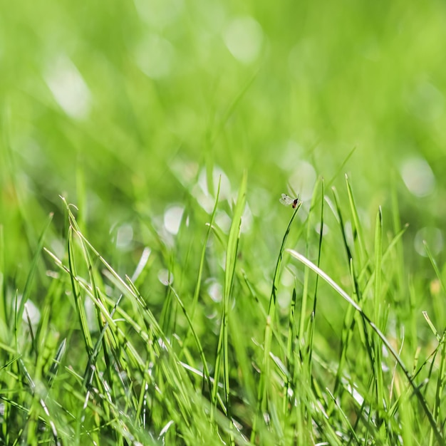 Texture background pattern of green grass with an insect Bokeh with light reflection