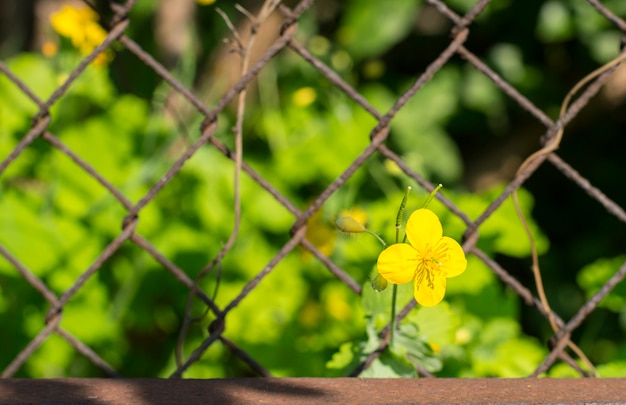 Texture background rusty mesh on a green background