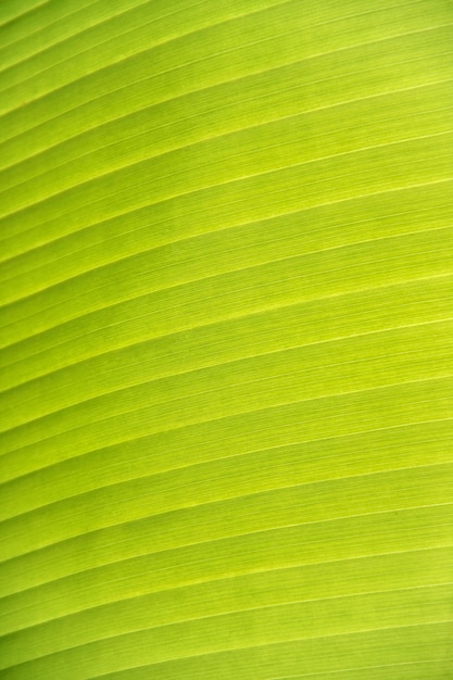 Texture of banana leaf have beautiful green line