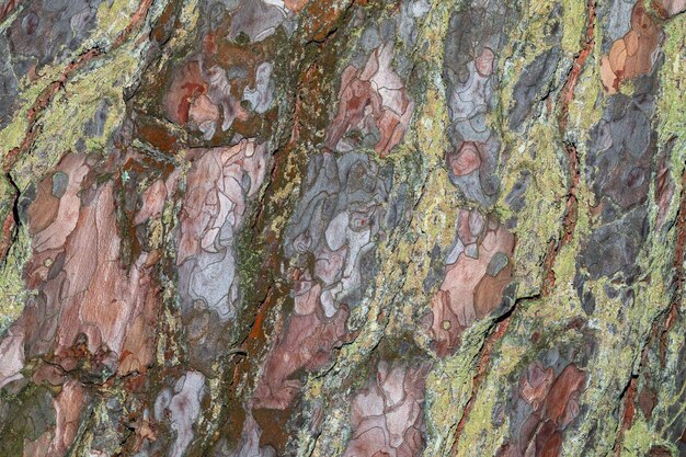 The texture of the bark of a coniferous tree the natural background of a pine