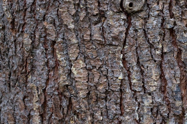 Texture of the bark of Himalayan cedar Cedrus deodara