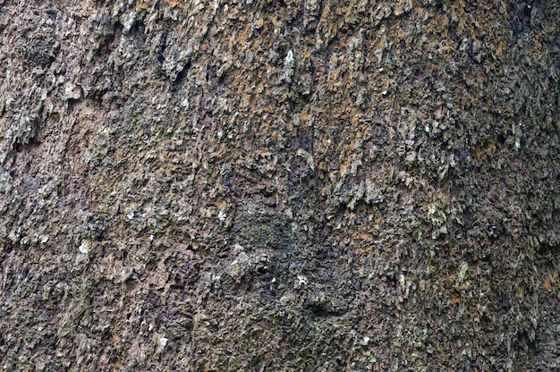 Texture of bark in the natural parktree texture abstract for background