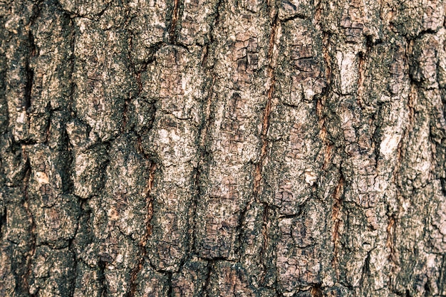 Photo texture of the bark of an oak tree