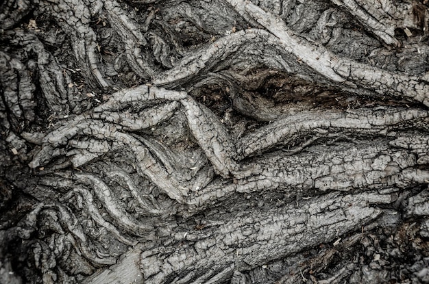 The texture of the bark of an old tree.