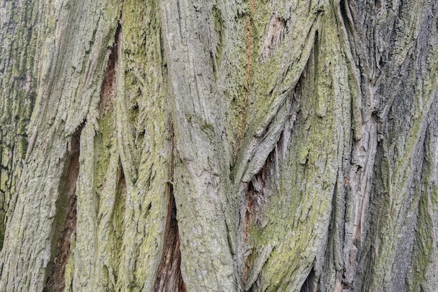 The texture of the bark of the tree Background of old wood seamless background