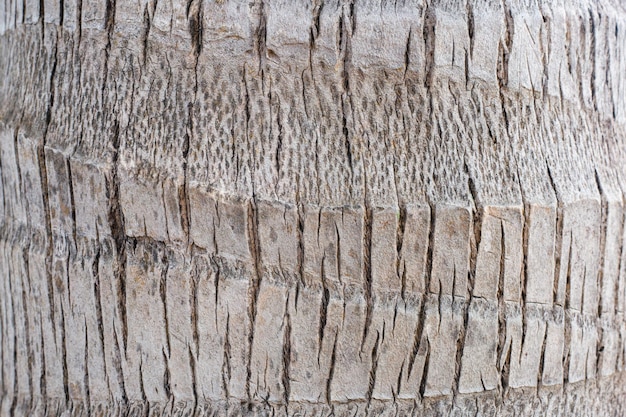 The texture of the bark of the trunk of a coconut palm tree the rough background of the tree