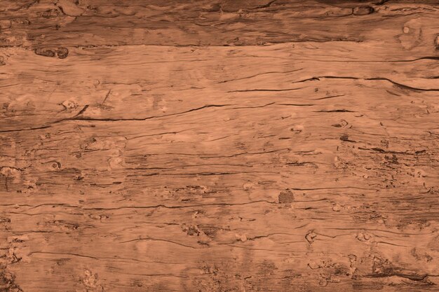 Photo texture of bark wood use as natural background space for your text